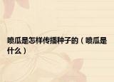 喷瓜是怎样传播种子的（喷瓜是什么）