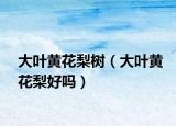 大叶黄花梨树（大叶黄花梨好吗）