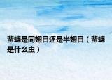 蜚蠊是同翅目还是半翅目（蜚蠊是什么虫）