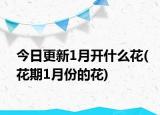 今日更新1月开什么花(花期1月份的花)