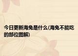 今日更新海兔是什么(海兔不能吃的部位图解)