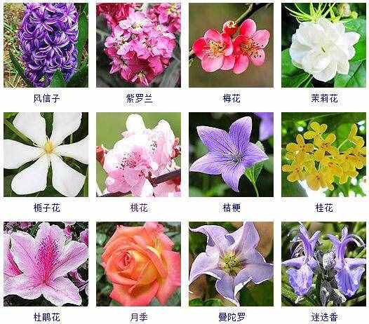 这里有500种花卉等你来认领！很多人都收起来当宝典啦！