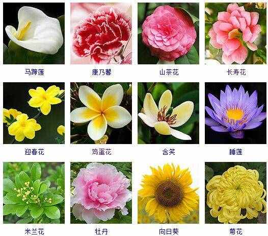 这里有500种花卉等你来认领！很多人都收起来当宝典啦！