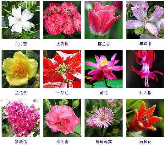 这里有500种花卉等你来认领！很多人都收起来当宝典啦！