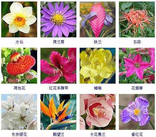 这里有500种花卉等你来认领！很多人都收起来当宝典啦！