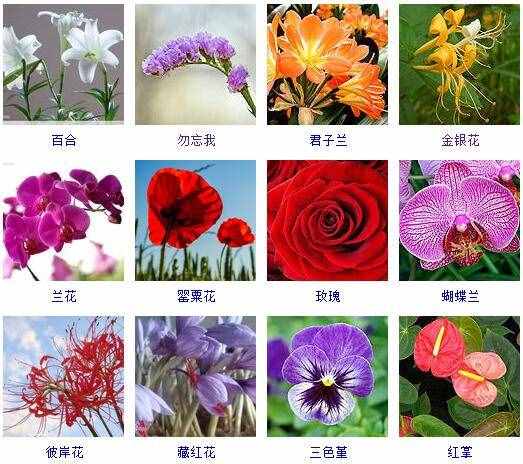 这里有500种花卉等你来认领！很多人都收起来当宝典啦！