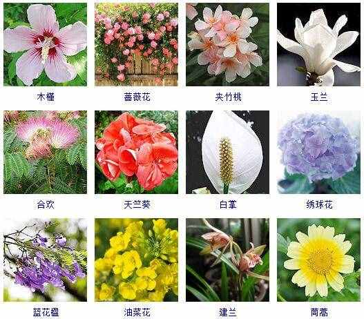 这里有500种花卉等你来认领！很多人都收起来当宝典啦！