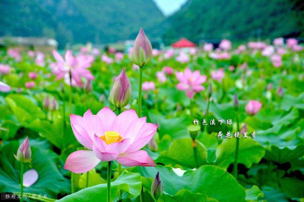 出淤泥而不染，濯清涟而不妖