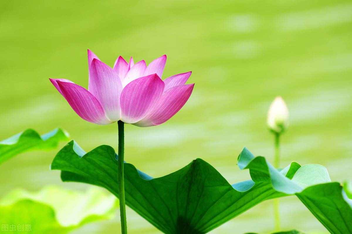 出淤泥而不染，濯清涟而不妖