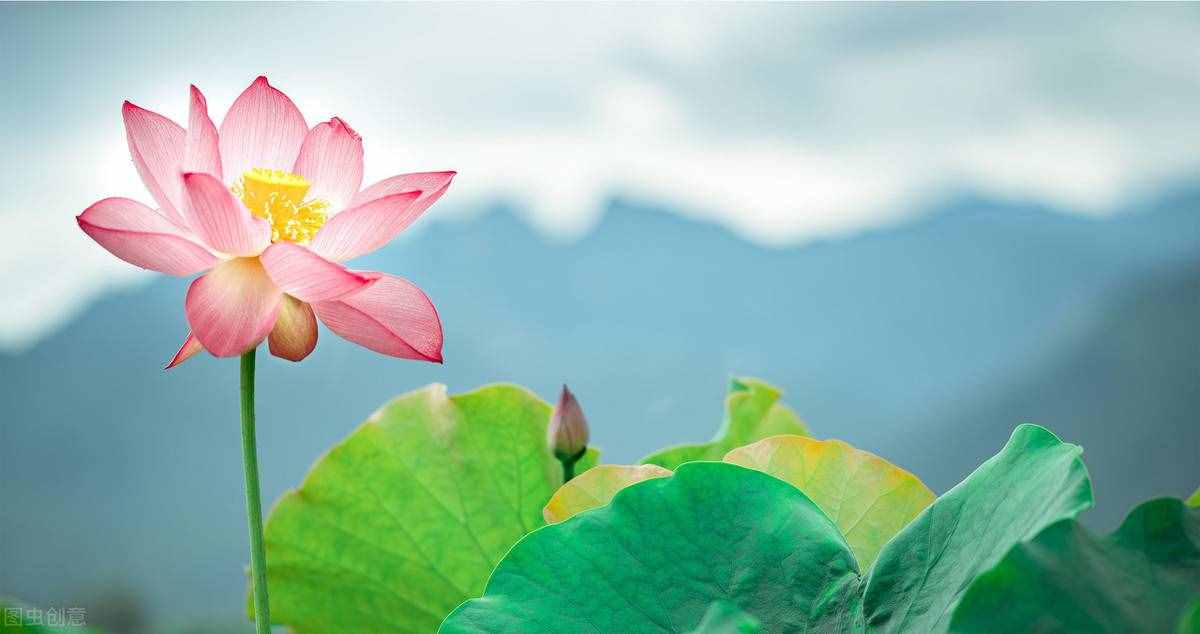 出淤泥而不染，濯清涟而不妖