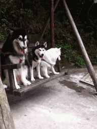 哈士奇、萨摩耶、阿拉斯加犬哪种狗狗容易养？一文帮你解答