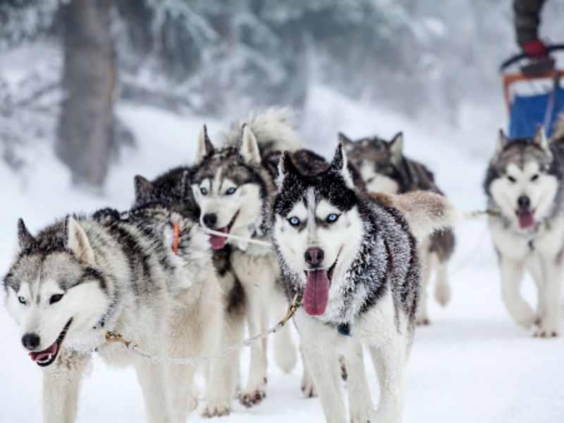 哈士奇、萨摩耶、阿拉斯加犬哪种狗狗容易养？一文帮你解答