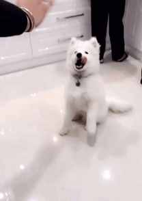 哈士奇、萨摩耶、阿拉斯加犬哪种狗狗容易养？一文帮你解答