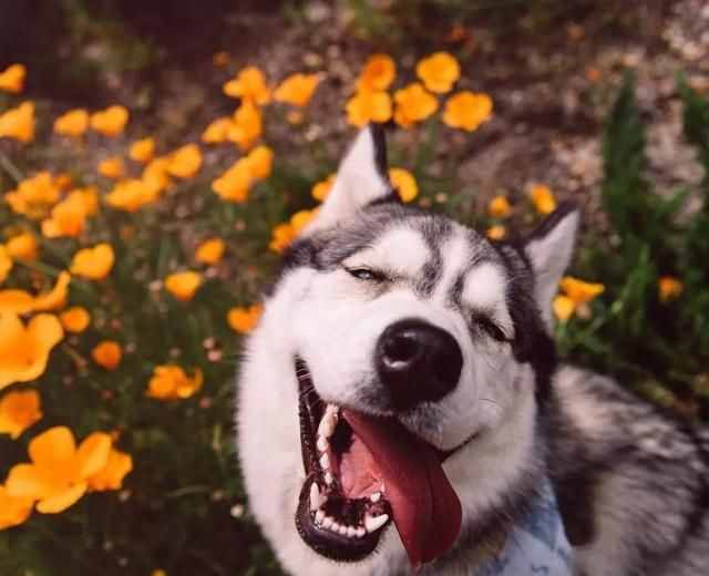 哈士奇、萨摩耶、阿拉斯加犬哪种狗狗容易养？一文帮你解答