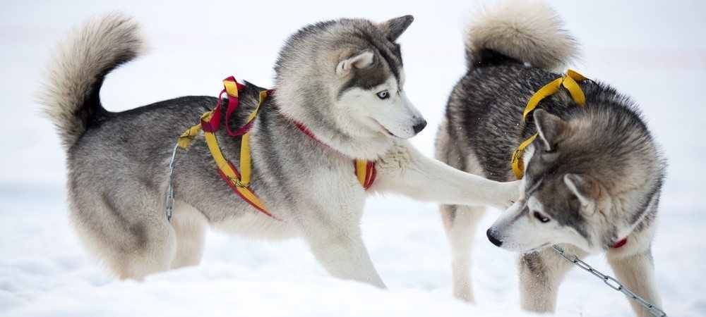 哈士奇、萨摩耶、阿拉斯加犬哪种狗狗容易养？一文帮你解答