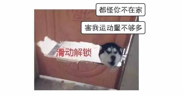 哈士奇、萨摩耶、阿拉斯加犬哪种狗狗容易养？一文帮你解答