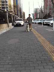 哈士奇、萨摩耶、阿拉斯加犬哪种狗狗容易养？一文帮你解答