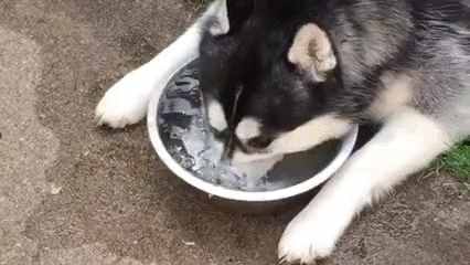 哈士奇、萨摩耶、阿拉斯加犬哪种狗狗容易养？一文帮你解答