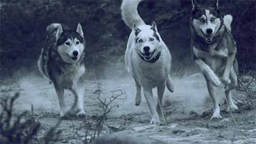哈士奇、萨摩耶、阿拉斯加犬哪种狗狗容易养？一文帮你解答