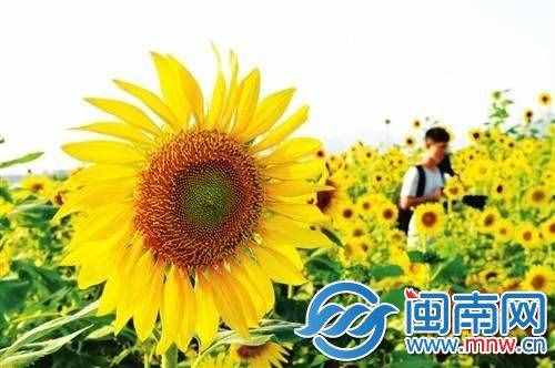 英语六级作文预测范文一览 最新六级英语作文万能通用模板