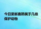 今日更新喜鹊属于几级保护动物