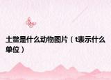 土鳖是什么动物图片（t表示什么单位）