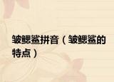 皱鳃鲨拼音（皱鳃鲨的特点）