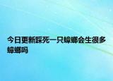 今日更新踩死一只蟑螂会生很多蟑螂吗