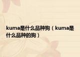 kuma是什么品种狗（kuma是什么品种的狗）