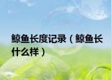 鲸鱼长度记录（鲸鱼长什么样）