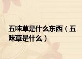 五味草是什么东西（五味草是什么）