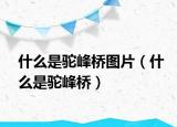 什么是驼峰桥图片（什么是驼峰桥）