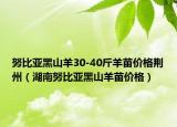 努比亚黑山羊30-40斤羊苗价格荆州（湖南努比亚黑山羊苗价格）