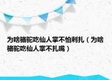 为啥骆驼吃仙人掌不怕刺扎（为啥骆驼吃仙人掌不扎嘴）