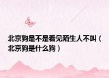 北京狗是不是看见陌生人不叫（北京狗是什么狗）
