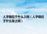 人字缝位于什么之间（人字缝位于什么骨之间）