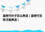 富贵竹叶子怎么养活（富贵竹怎样才能养活）