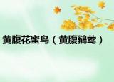 黄腹花蜜鸟（黄腹鶲莺）