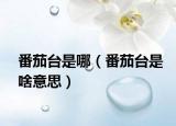 番茄台是哪（番茄台是啥意思）