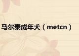 马尔泰成年犬（metcn）