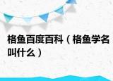 格鱼百度百科（格鱼学名叫什么）
