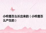 小咬是怎么长出来的（小咬是怎么产生的）
