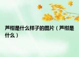 芦柑是什么样子的图片（芦柑是什么）