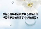 怎样救活烂根的君子兰（根烂成这样的君子兰被救活了,你该知道的）