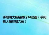 手阳明大肠经循行3d动画（手阳明大肠经络穴位）