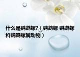 什么是鹦鹉螺?（鹦鹉螺 鹦鹉螺科鹦鹉螺属动物）