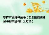怎样辨别纯种金毛（怎么鉴别纯种金毛狗辨别有什么方法）