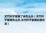 文竹叶子发黄了该怎么办（文竹叶子发黄怎么办,文竹叶子发黄处理方法）