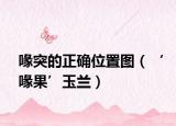 喙突的正确位置图（‘喙果’玉兰）