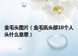 金毛头图片（金毛犼头部10个人头什么意思）